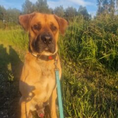 🐾❤️ PIIP OTSIB OMA PÄRIS KODU! ❤️🐾