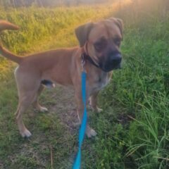 🐾❤️ PIIP OTSIB OMA PÄRIS KODU! ❤️🐾