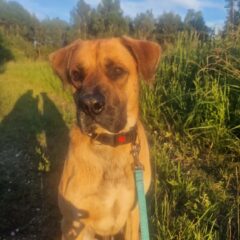 🐾❤️ PIIP OTSIB OMA PÄRIS KODU! ❤️🐾