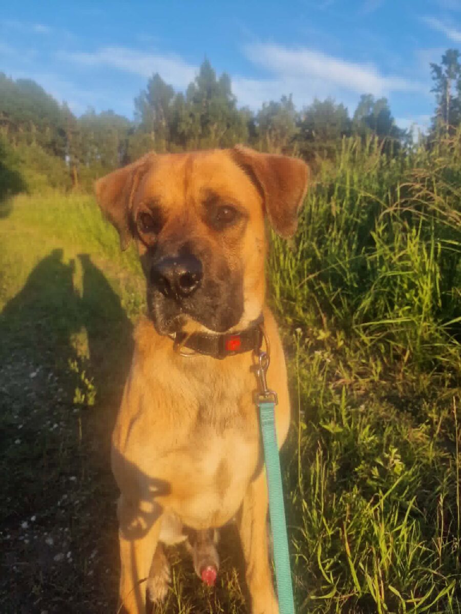 🐾❤️ PIIP OTSIB OMA PÄRIS KODU! ❤️🐾