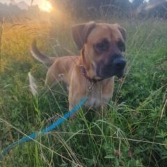 🐾❤️ PIIP OTSIB OMA PÄRIS KODU! ❤️🐾
