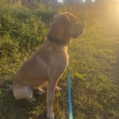 🐾❤️ PIIP OTSIB OMA PÄRIS KODU! ❤️🐾